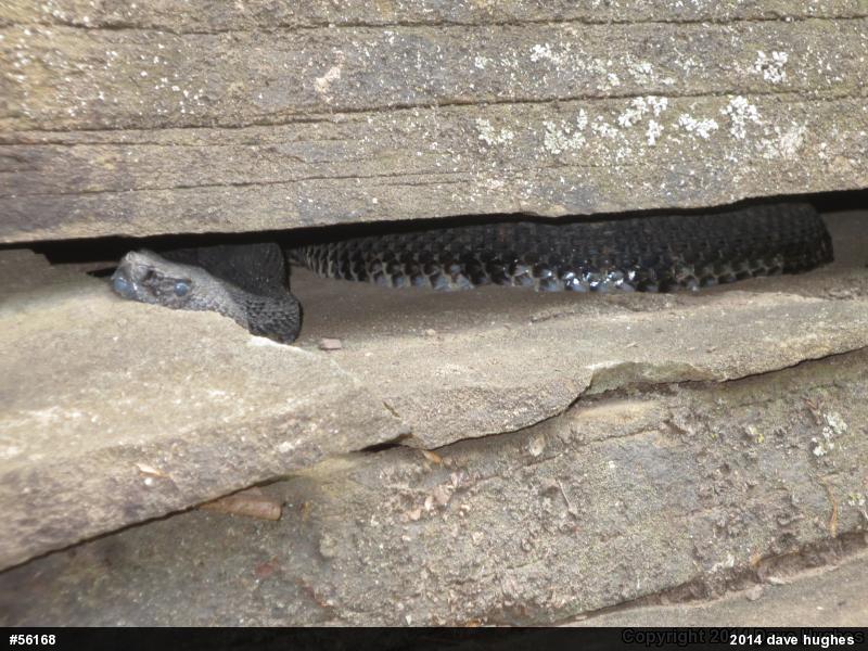 Timber Rattlesnake