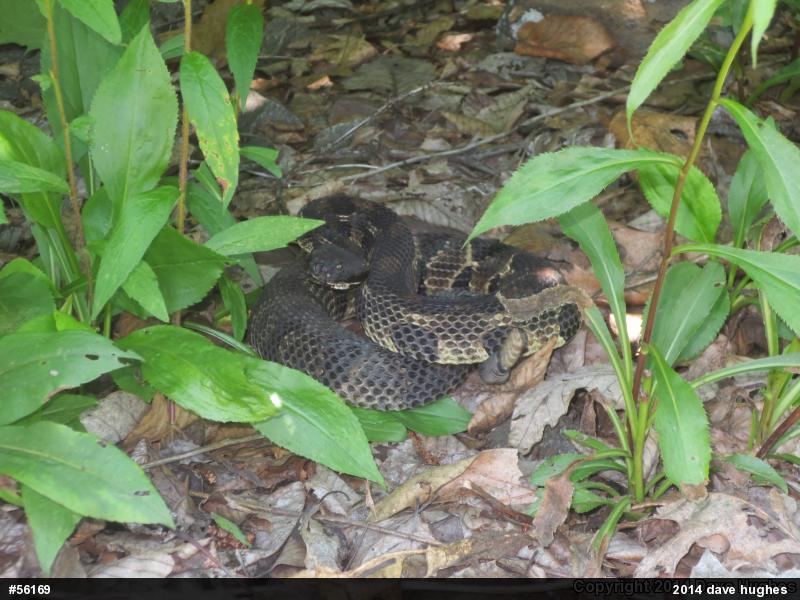Timber Rattlesnake