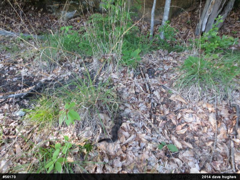 Timber Rattlesnake