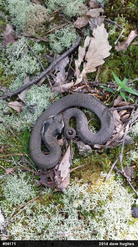 Eastern Hog-nosed Snake
