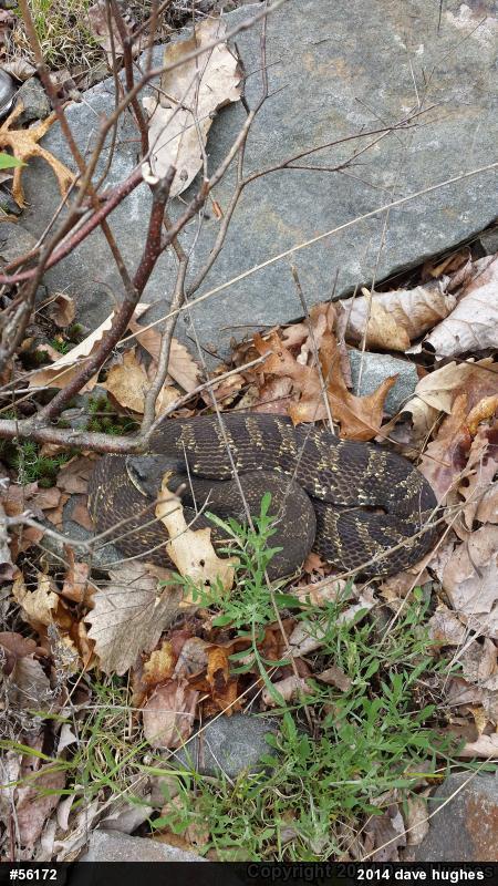 Eastern Hog-nosed Snake