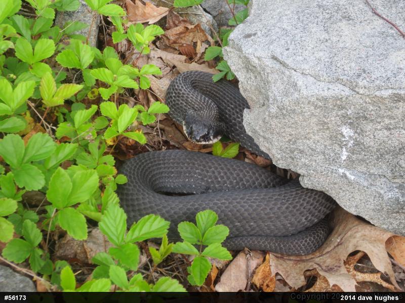 Eastern Hog-nosed Snake