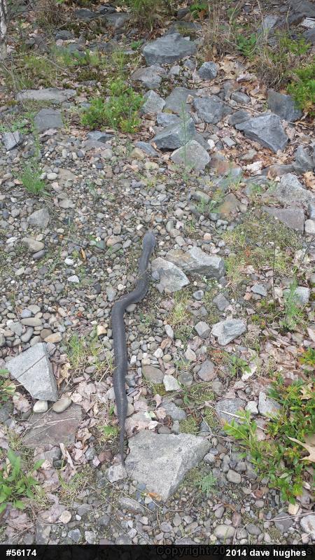 Eastern Hog-nosed Snake