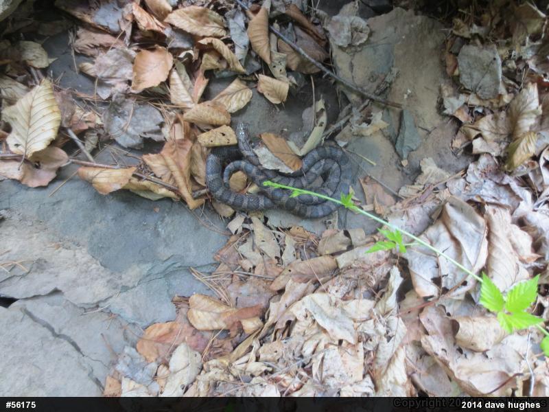 Eastern Milksnake