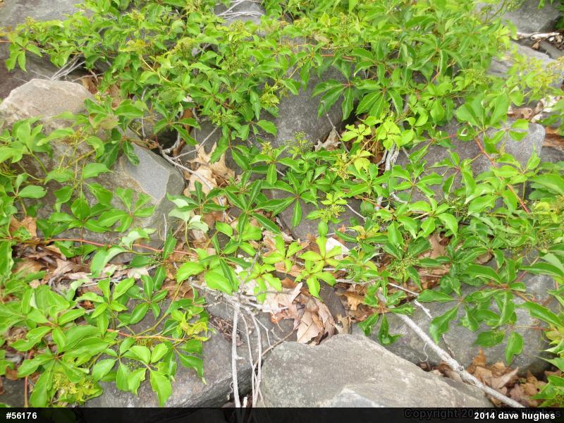 Northern Watersnake