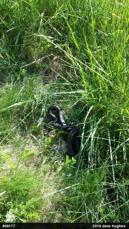 Eastern Ratsnake