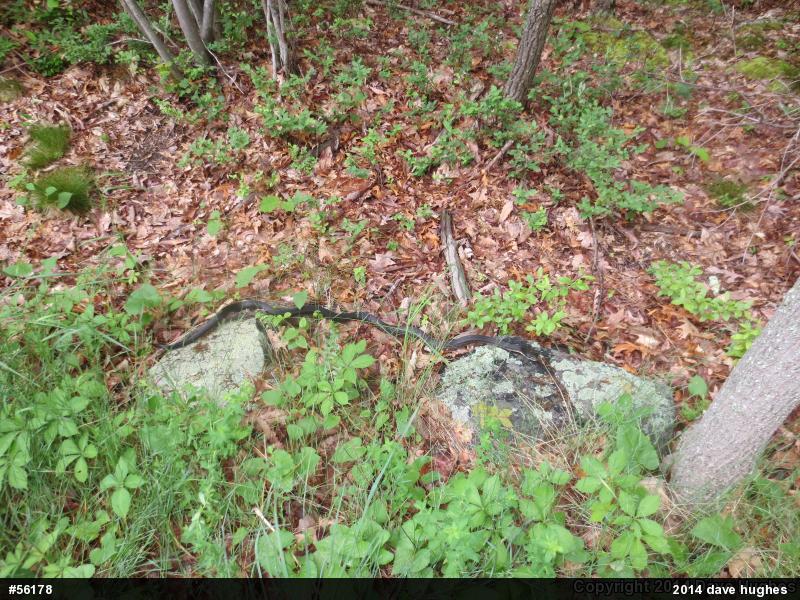 Eastern Ratsnake