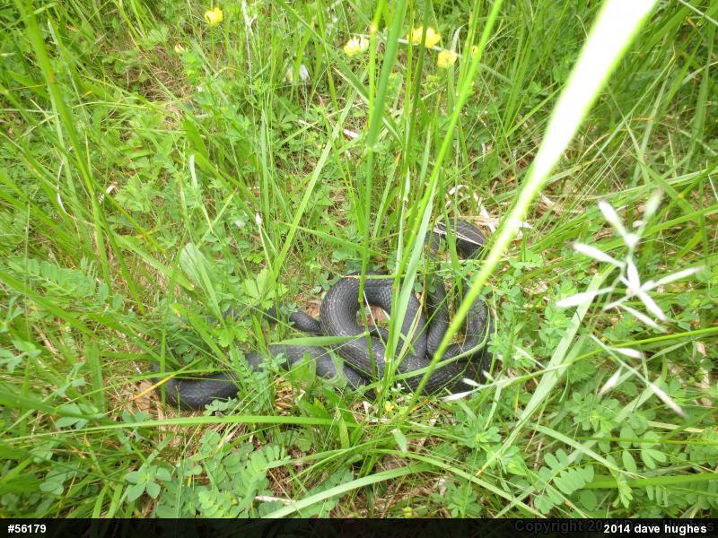 Eastern Ratsnake