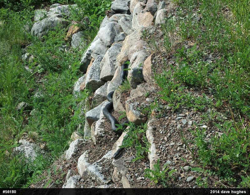 Eastern Ratsnake