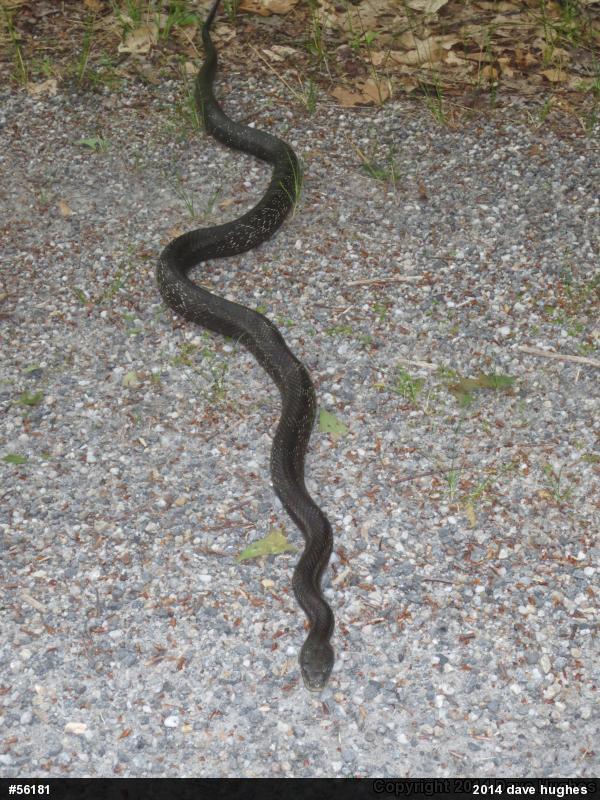 Eastern Ratsnake
