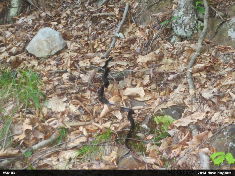 Eastern Ratsnake