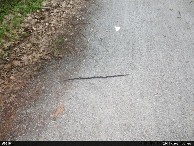 Eastern Ratsnake