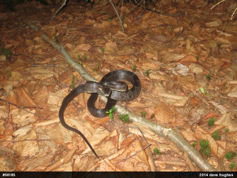 Eastern Ratsnake