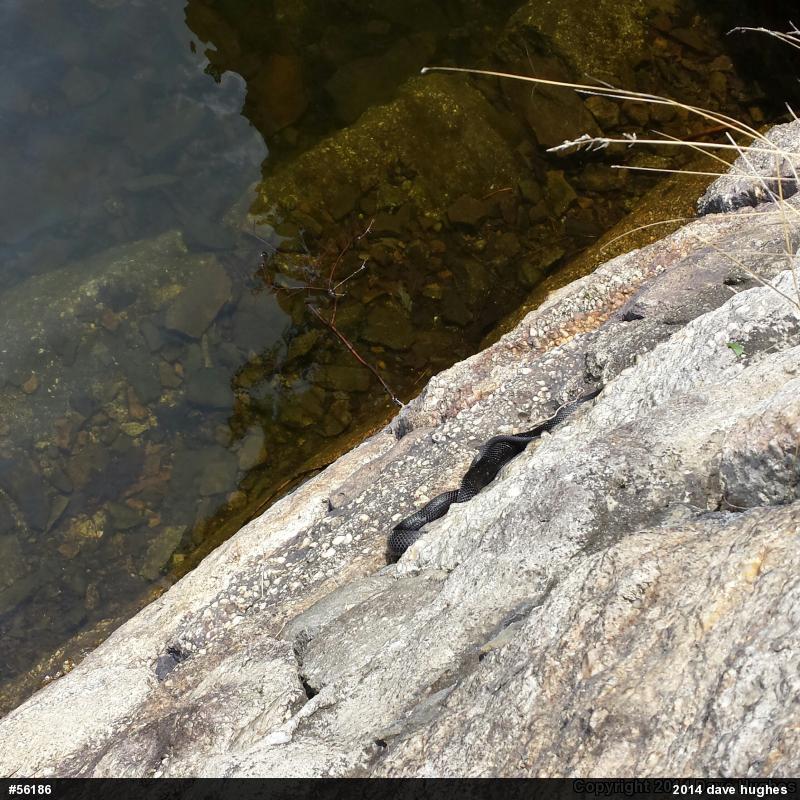 Eastern Ratsnake