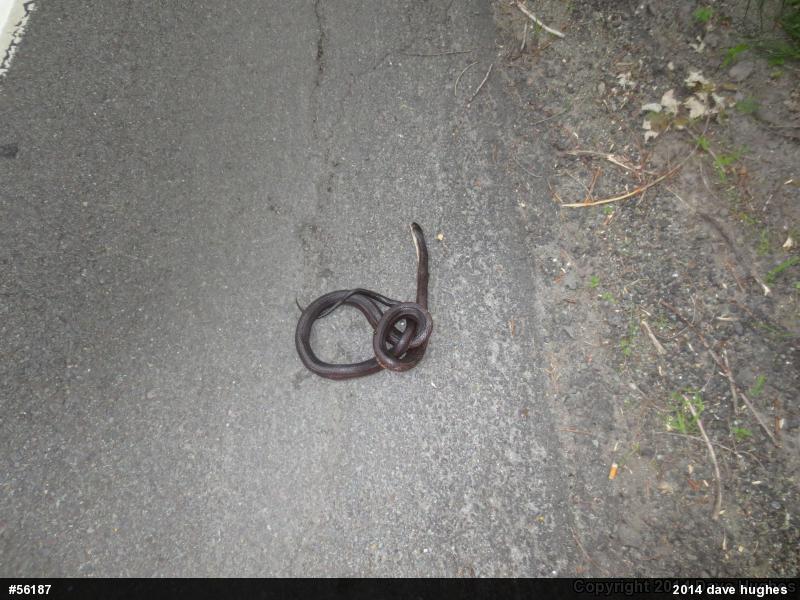 Eastern Ratsnake
