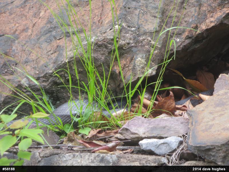 Eastern Ratsnake