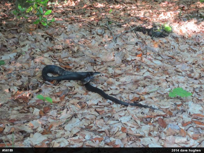 Eastern Ratsnake