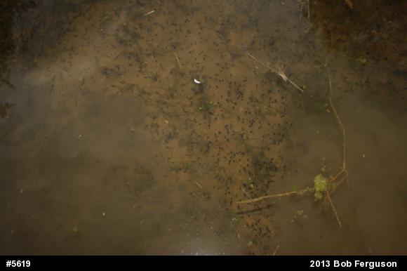 Eastern American Toad