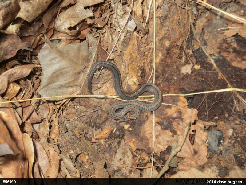 Red-bellied Snake