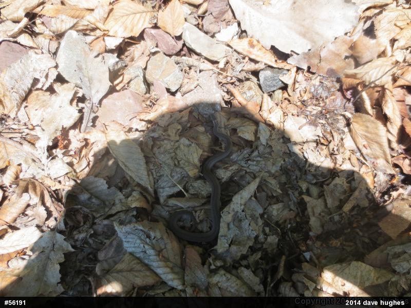 Red-bellied Snake