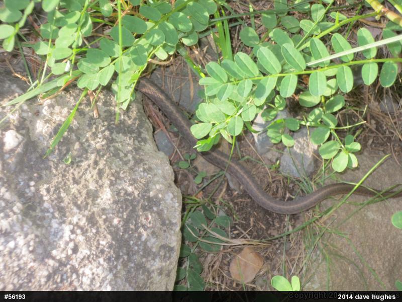 Eastern Gartersnake