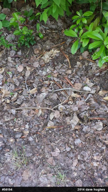 Eastern Gartersnake