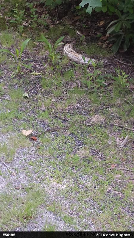 Eastern Gartersnake