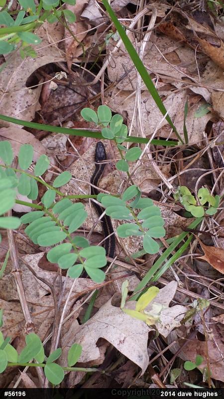 Eastern Gartersnake