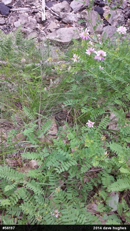 Eastern Gartersnake