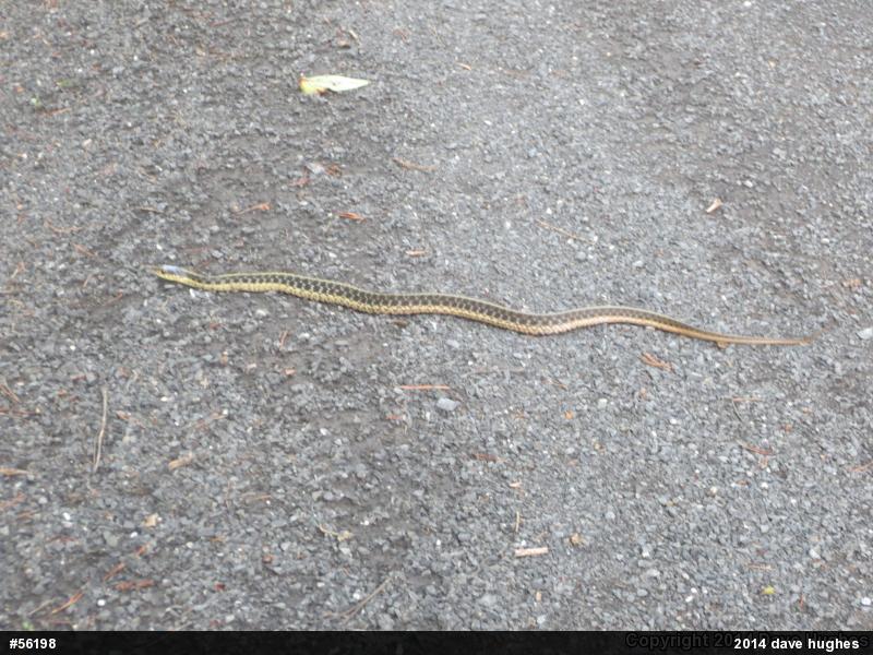 Eastern Gartersnake