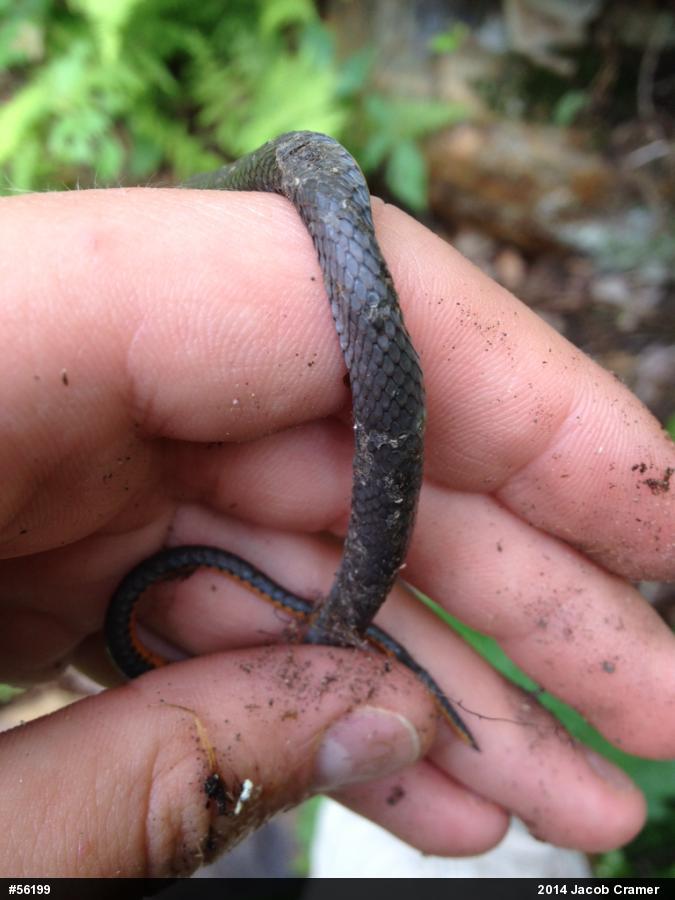 Northern Ring-necked Snake