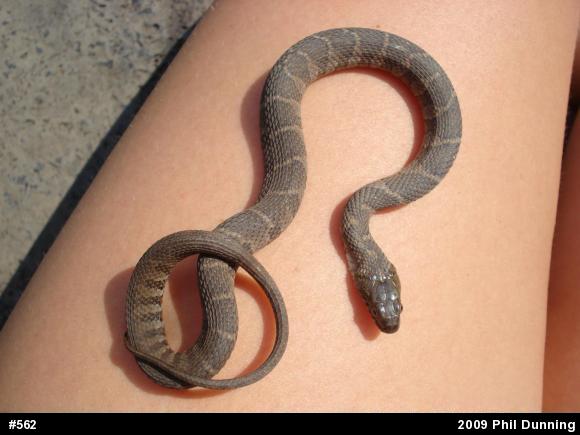 Northern Watersnake