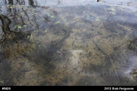 Eastern American Toad