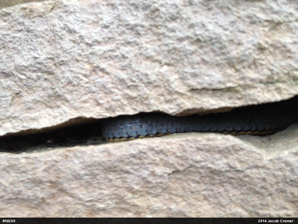 Northern Ring-necked Snake