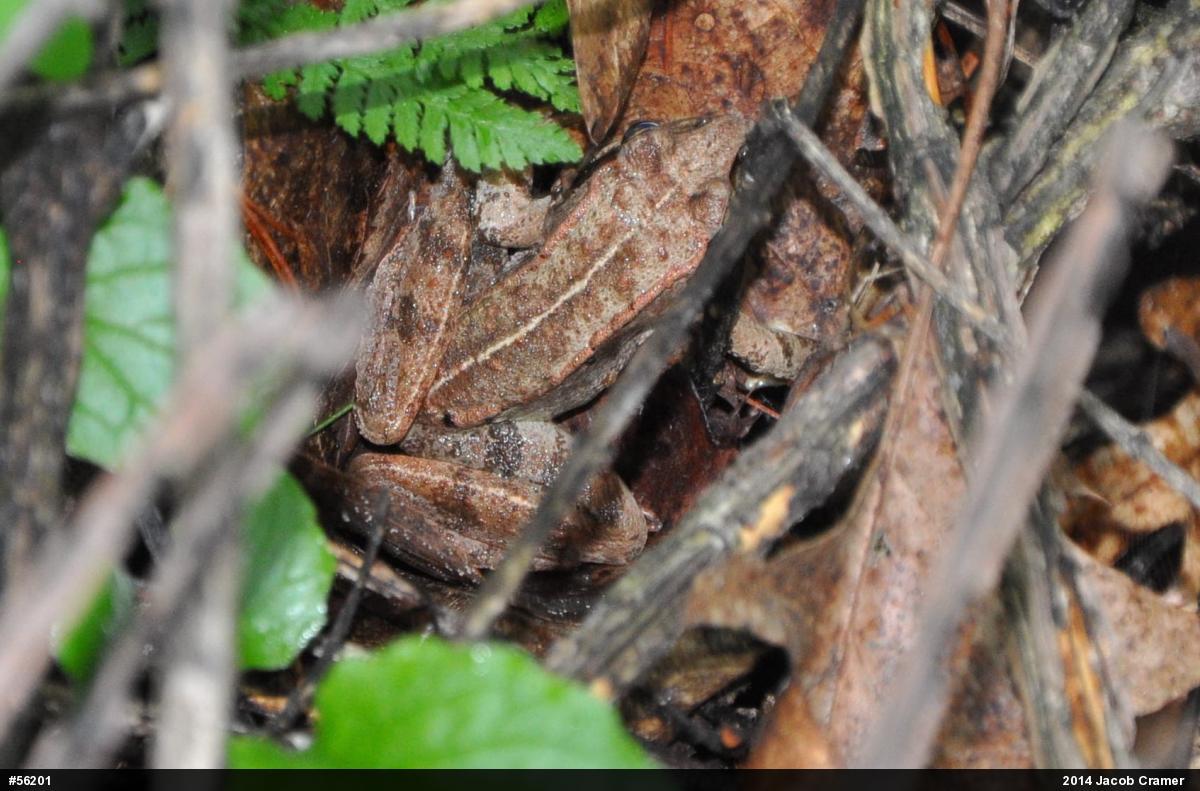 Wood Frog
