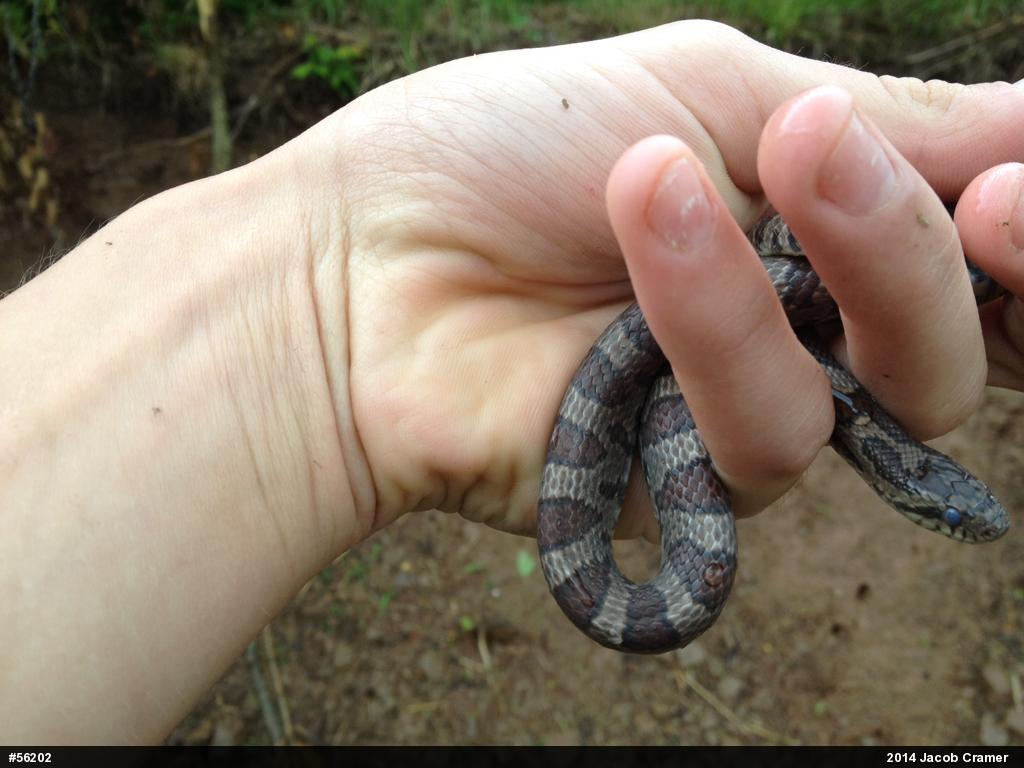 Eastern Milksnake