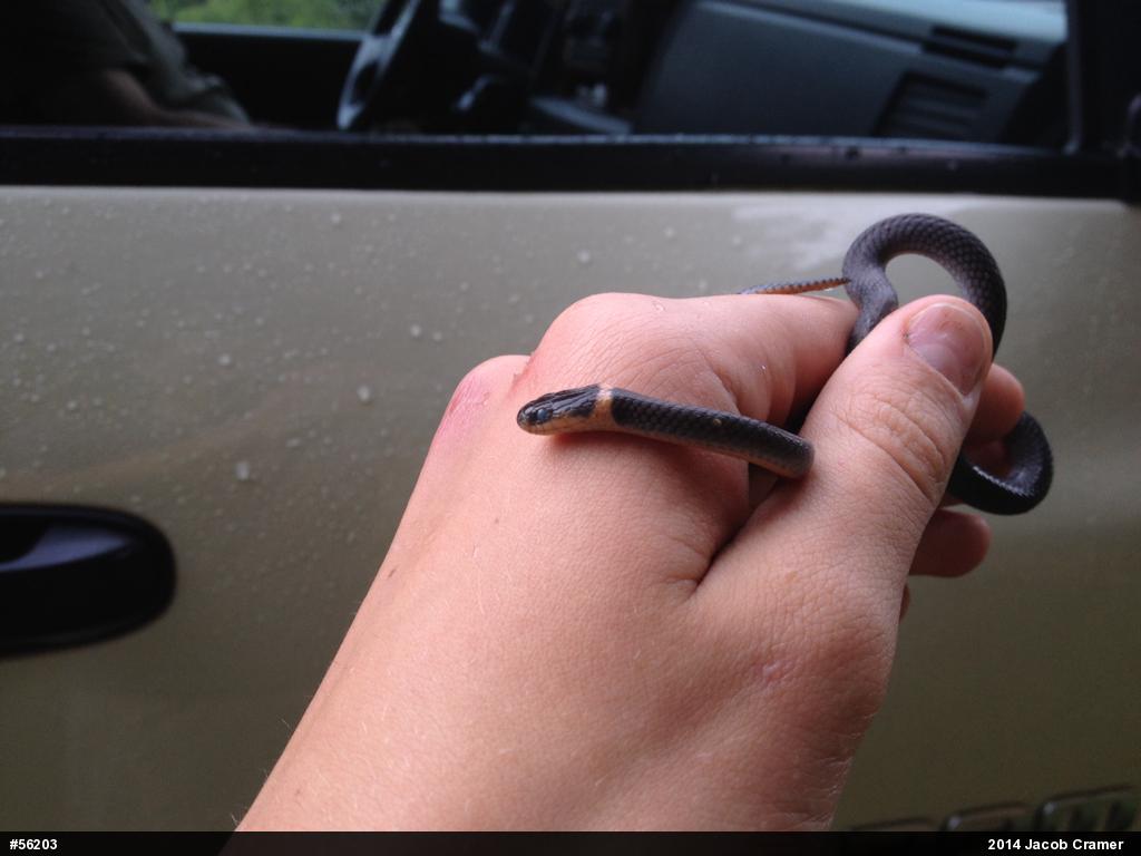 Northern Ring-necked Snake