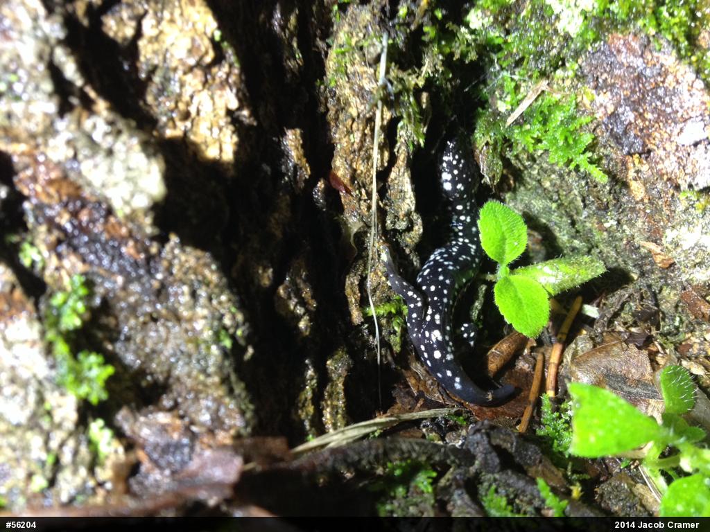 Northern Slimy Salamander
