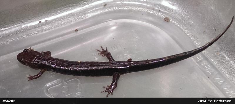 Allegheny Mountain Dusky Salamander