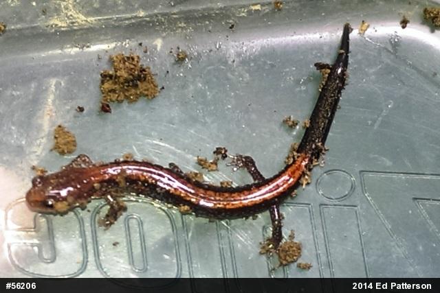 Eastern Red-backed  Salamander
