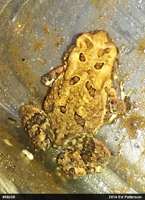 Eastern American Toad