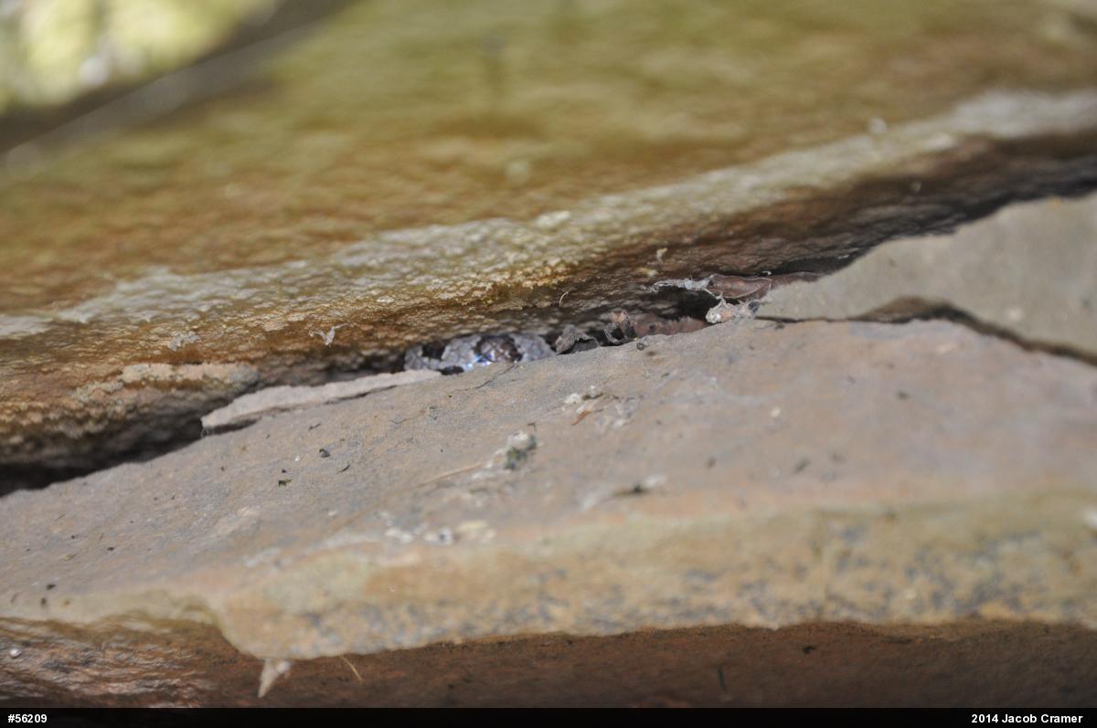 Eastern Milksnake