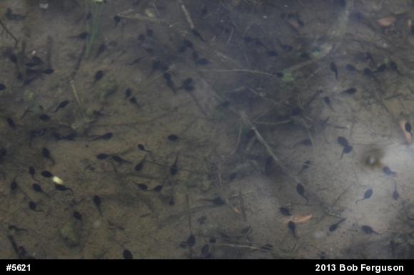 Eastern American Toad