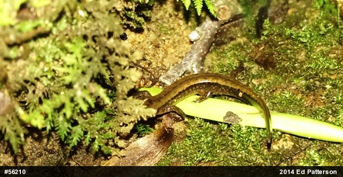 Northern Two-lined Salamander