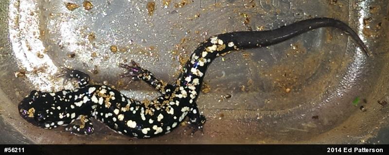 Northern Slimy Salamander