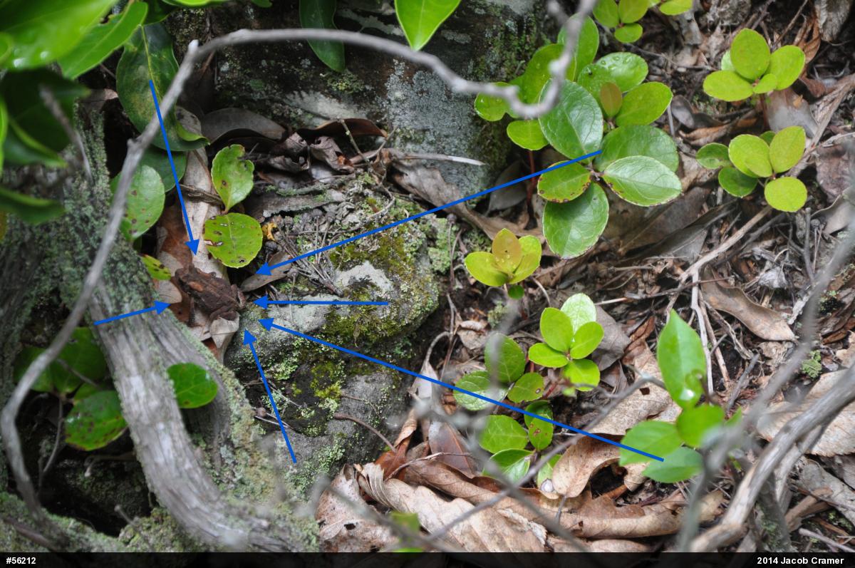Eastern American Toad