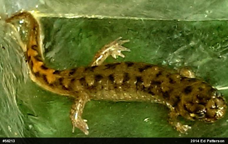 Seal Salamander
