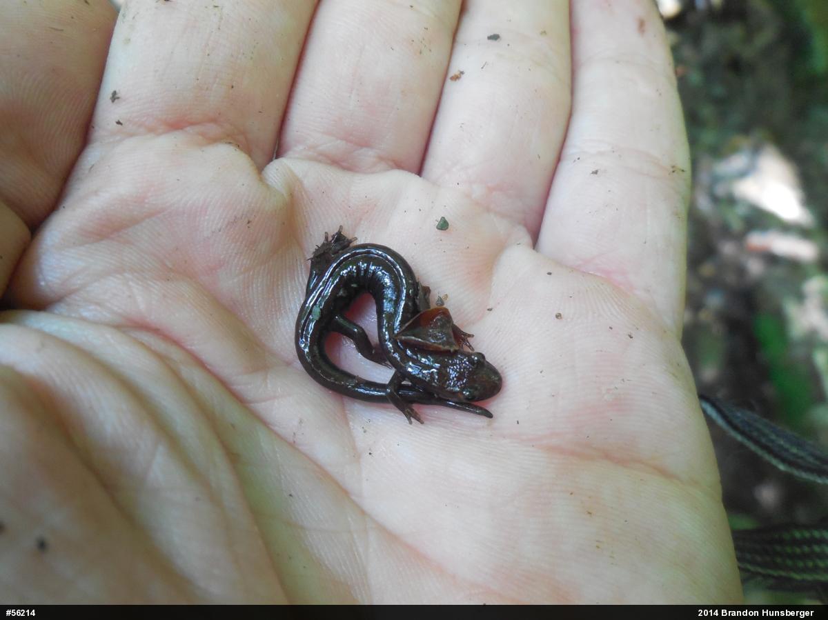 Allegheny Mountain Dusky Salamander