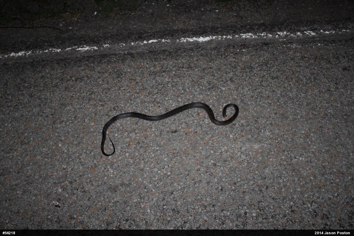 Eastern Ratsnake