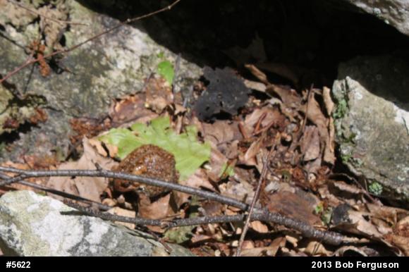 Eastern American Toad
